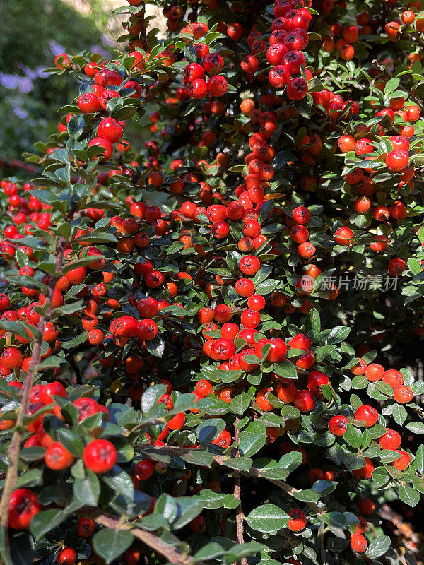 红色浆果和有光泽的岩石喷雾叶(cotoneaster horizontalis)的全帧图像，缓慢生长，落叶灌木的蔓生枝，聚焦前景